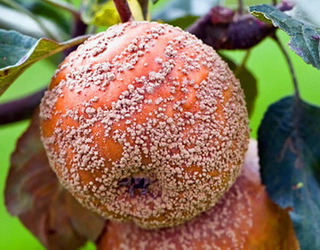 Плодова гниль розвивається в яблук на зберіганні через механічні ушкодження